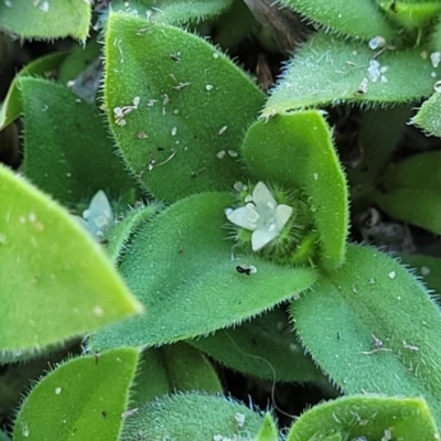 Richardia humistrata (Richardia Weed) at Bendalong, NSW - 5 Feb 2023 by trevorpreston