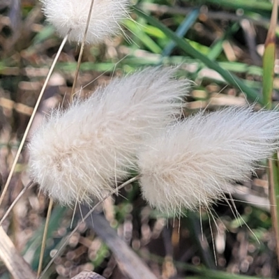Lagurus ovatus (Hare's Tail Grass) at Bendalong, NSW - 5 Feb 2023 by trevorpreston