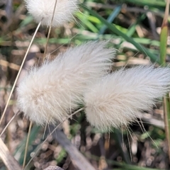 Lagurus ovatus (Hare's Tail Grass) at Manyana Inyadda Drive development area - 5 Feb 2023 by trevorpreston