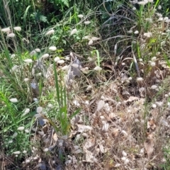 Lagurus ovatus at Bendalong, NSW - 5 Feb 2023