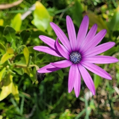 Dimorphotheca ecklonis (South African Daisy) at Manyana, NSW - 5 Feb 2023 by trevorpreston