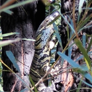 Varanus varius at Mount Kingiman, NSW - 5 Feb 2023