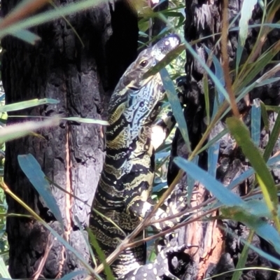 Varanus varius (Lace Monitor) at Mount Kingiman, NSW - 5 Feb 2023 by trevorpreston