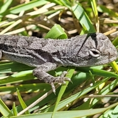 Amphibolurus muricatus (Jacky Lizard) at Manyana, NSW - 5 Feb 2023 by trevorpreston