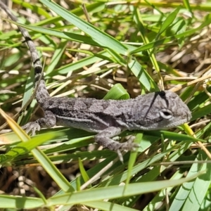 Amphibolurus muricatus at Manyana, NSW - 5 Feb 2023