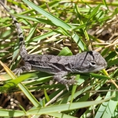 Amphibolurus muricatus at Manyana, NSW - 5 Feb 2023