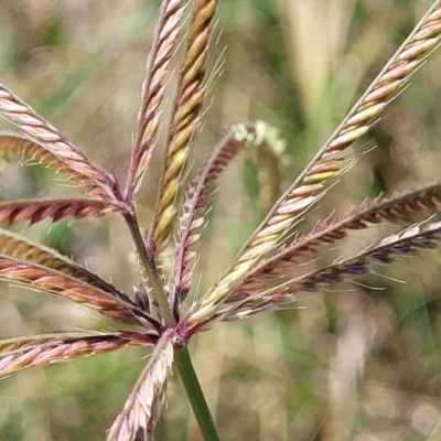 Chloris virgata (Feathertop Rhodes Grass) at Manyana Inyadda Drive development area - 5 Feb 2023 by trevorpreston