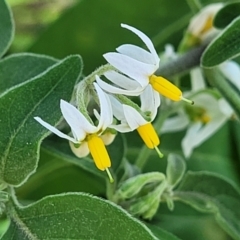 Solanum chenopodioides (Whitetip Nightshade) at Manyana Inyadda Drive development area - 5 Feb 2023 by trevorpreston