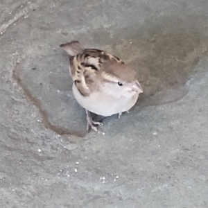 Passer domesticus at Milton, NSW - 5 Feb 2023 11:00 AM