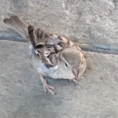 Passer domesticus at Milton, NSW - 5 Feb 2023 11:00 AM