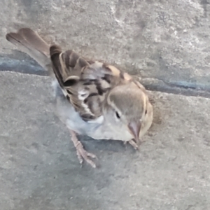 Passer domesticus at Milton, NSW - 5 Feb 2023