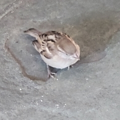 Passer domesticus at Milton, NSW - 5 Feb 2023