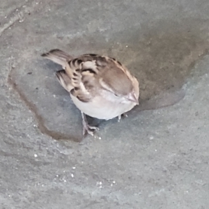 Passer domesticus at Milton, NSW - 5 Feb 2023 11:00 AM