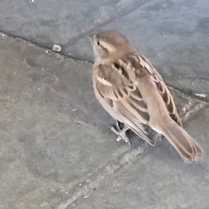 Passer domesticus at Milton, NSW - 5 Feb 2023 11:00 AM