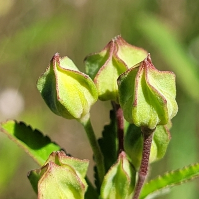 Pavonia hastata (Spearleaf Swampmallow) at Milton, NSW - 4 Feb 2023 by trevorpreston