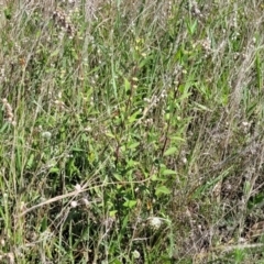 Pavonia hastata at Milton, NSW - 5 Feb 2023