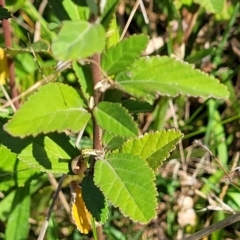 Pavonia hastata at Milton, NSW - 5 Feb 2023