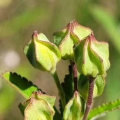 Pavonia hastata at Milton, NSW - 5 Feb 2023