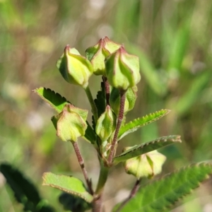 Pavonia hastata at Milton, NSW - 5 Feb 2023