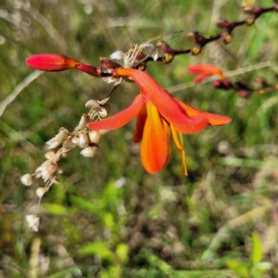 Crocosmia x crocosmiiflora (Montbretia) at Milton, NSW - 4 Feb 2023 by trevorpreston