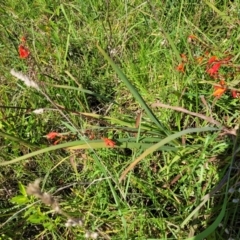 Crocosmia x crocosmiiflora at Milton, NSW - 5 Feb 2023