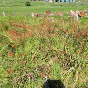 Crocosmia x crocosmiiflora at Milton, NSW - 5 Feb 2023