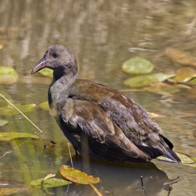 Gallinula tenebrosa (Dusky Moorhen) at Molonglo Valley, ACT - 5 Feb 2023 by Trevor