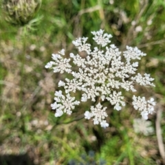 Daucus carota (Wild Carrot) at Milton, NSW - 4 Feb 2023 by trevorpreston