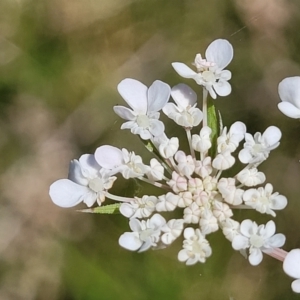 Daucus carota at Milton, NSW - 5 Feb 2023 10:24 AM