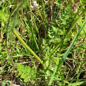 Daucus carota at Milton, NSW - 5 Feb 2023 10:24 AM