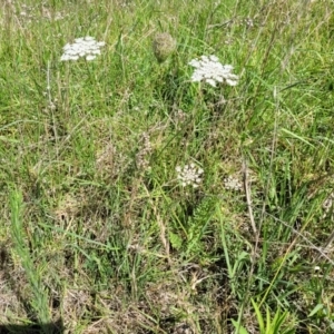 Daucus carota at Milton, NSW - 5 Feb 2023 10:24 AM