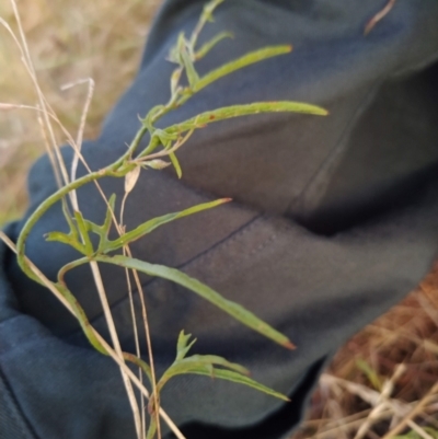 Convolvulus angustissimus subsp. angustissimus (Australian Bindweed) at Fadden, ACT - 5 Feb 2023 by KumikoCallaway