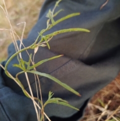 Convolvulus angustissimus subsp. angustissimus (Australian Bindweed) at Fadden, ACT - 4 Feb 2023 by KumikoCallaway