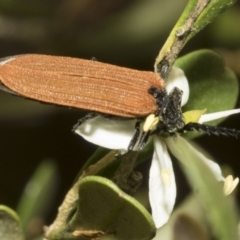Porrostoma sp. (genus) (Lycid, Net-winged beetle) at Hawker, ACT - 25 Jan 2023 by AlisonMilton