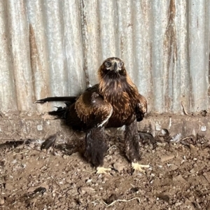 Aquila audax at Alpine, NSW - 1 Feb 2023