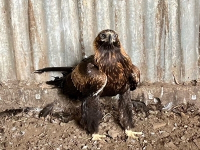 Aquila audax (Wedge-tailed Eagle) at Alpine, NSW - 1 Feb 2023 by JanHartog