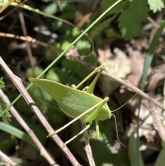 Caedicia simplex (Common Garden Katydid) at Kowen, ACT - 5 Feb 2023 by Mavis