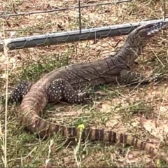 Varanus rosenbergi (Heath or Rosenberg's Monitor) at Wambrook, NSW - 28 Jan 2023 by Mike