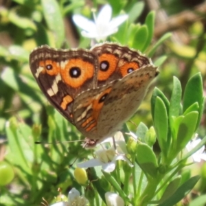 Junonia villida at Symonston, ACT - 5 Feb 2023