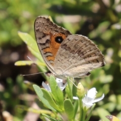 Junonia villida at Symonston, ACT - 5 Feb 2023