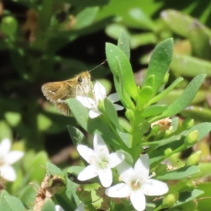 Taractrocera papyria at Symonston, ACT - 5 Feb 2023