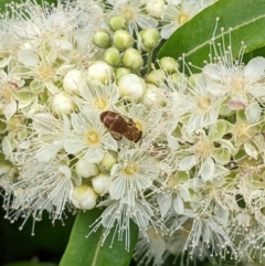 Lasioglossum (Parasphecodes) bryotrichum at Mount Annan, NSW - 21 Jan 2023 by Paperbark native bees