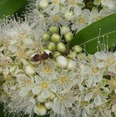 Lasioglossum (Parasphecodes) bryotrichum at Mount Annan, NSW - 21 Jan 2023