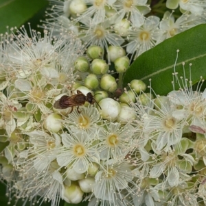 Lasioglossum (Parasphecodes) bryotrichum at Mount Annan, NSW - 21 Jan 2023