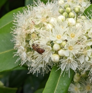 Lasioglossum (Parasphecodes) bryotrichum at Mount Annan, NSW - 21 Jan 2023