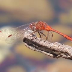 Diplacodes bipunctata (Wandering Percher) at Symonston, ACT - 5 Feb 2023 by RodDeb