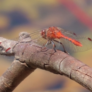 Diplacodes bipunctata at Symonston, ACT - 5 Feb 2023