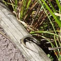 Eulamprus heatwolei (Yellow-bellied Water Skink) at Tidbinbilla Nature Reserve - 5 Feb 2023 by GirtsO