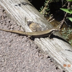 Eulamprus heatwolei (Yellow-bellied Water Skink) at Tidbinbilla Nature Reserve - 5 Feb 2023 by GirtsO