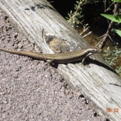 Eulamprus heatwolei (TBC) at Paddys River, ACT - 5 Feb 2023 by GirtsO